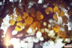 【如何有效祛斑】10个小偏方