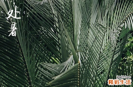 处暑过后是什么节气 处暑后是什么季节