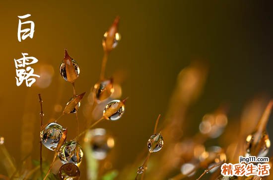 今年白露是哪天几点2023