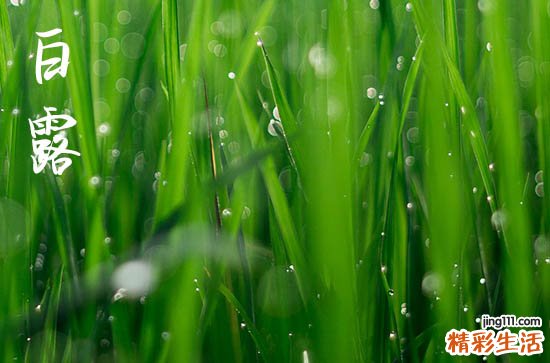 23年几月几日白露