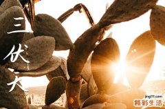 今年什么时候入伏是哪一天2024