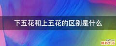 下五花和上五花的区别是什么