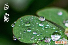 23年白露是哪一天