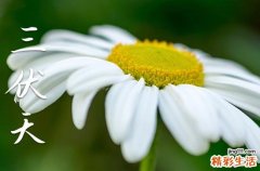 2023年三伏天什么时候出伏