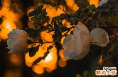 2023年末伏什么时候结束