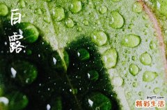 白露吃的食物有哪些