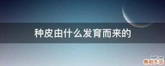 种皮由什么发育而来的