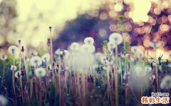 弥漫性胸膜间皮瘤 恶性间皮瘤