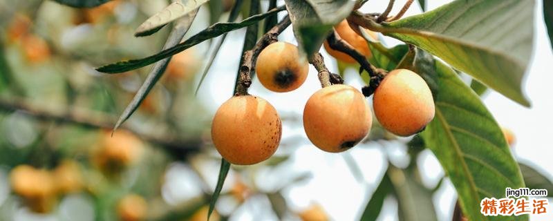 晒干的枇杷果如何煮水 枇杷晒干煮水止咳吗