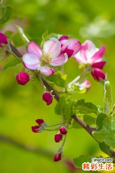 咖喱饭要放什么材料