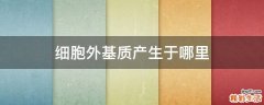 细胞外基质产生于哪里