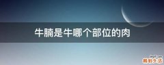 牛腩是牛哪个部位的肉