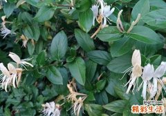 金银花能降血糖吗 血糖高能喝金银花吗