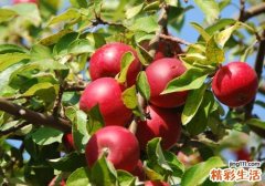 山楂泡水降血糖吗 山楂和什么一起泡水喝降血糖