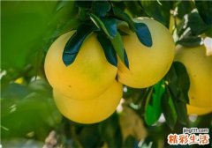 柚子有降血糖的作用吗 降血糖的水果有哪些