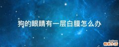 狗的眼睛有一层白膜怎么办