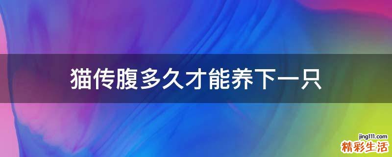 猫传腹多久才能养下一只