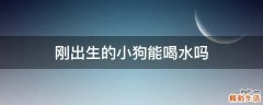 刚出生的小狗能喝水吗
