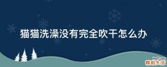 猫猫洗澡没有完全吹干怎么办