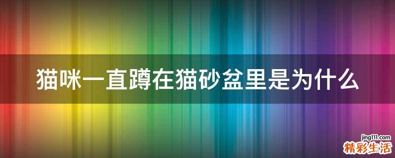 猫咪一直蹲在猫砂盆里是为什么