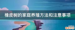 橡皮树的家庭养殖方法和注意事项