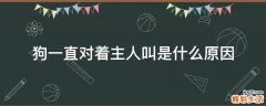 狗一直对着主人叫是什么原因