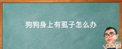狗狗身上有虱子怎么办