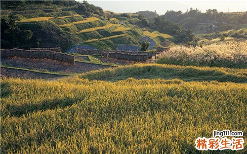 多灶性脱髓鞘性运动神经病 多灶性运动神经病