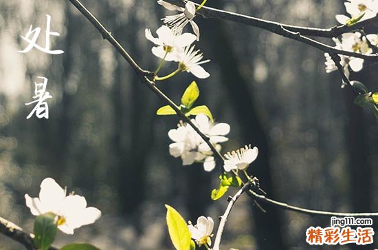 今年处暑是哪一天几月几日2023年