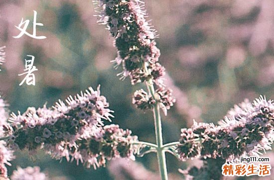 2023年8月23日几点处暑