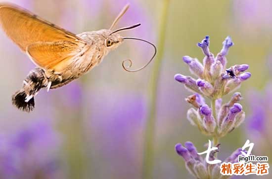 2023七夕情人节祝福语大全