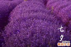 七夕快乐祝福语短句