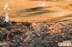 今日大暑节气文案