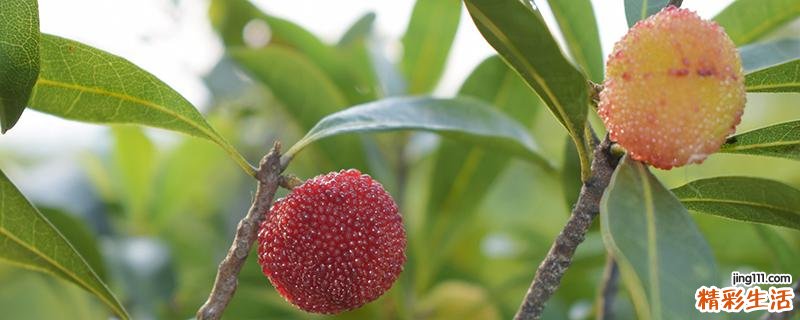 杨梅酒能降血压吗 高血压能喝杨梅泡酒吗