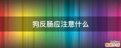 狗反肠应注意什么