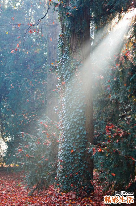 视神经萎缩可以并发哪些疾病？