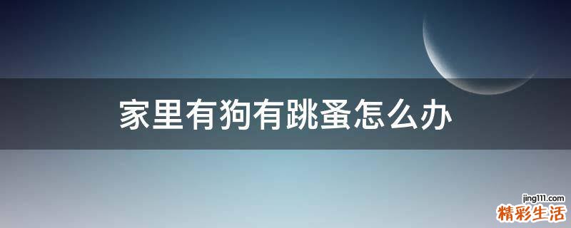 家里有狗有跳蚤怎么办