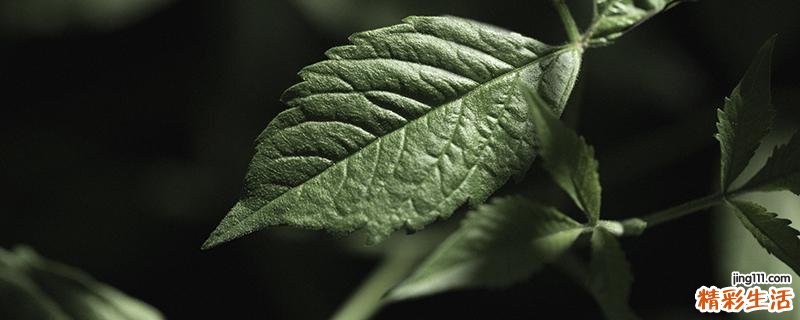 绞股蓝七叶和五叶的区别 五叶和七叶绞股蓝哪个降压好