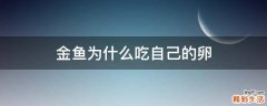 金鱼为什么吃自己的卵