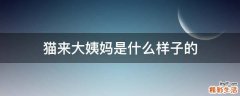 猫来大姨妈是什么样子的