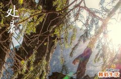 2023年处暑在末伏前还是末伏后 处暑还热吗