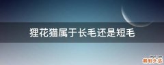 狸花猫属于长毛还是短毛