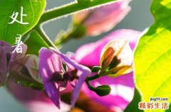 2023年处暑是几月几号,2023处暑节气时间是啥时候