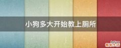 小狗多大开始教上厕所