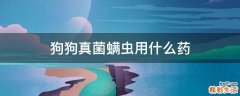 狗狗真菌螨虫用什么药