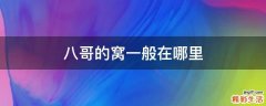 八哥的窝一般在哪里