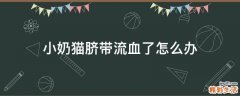 小奶猫脐带流血了怎么办