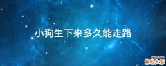 小狗生下来多久能走路