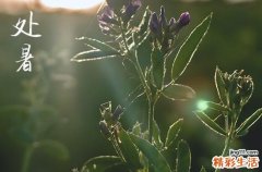 2023处暑意味着什么 处暑节气是夏季还是秋季