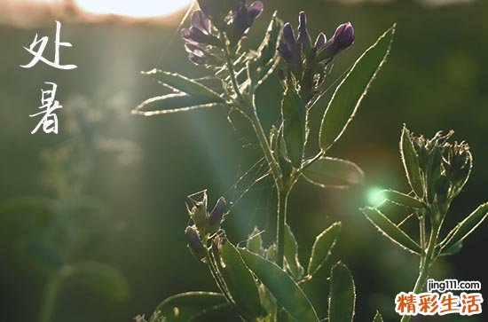 2023处暑意味着什么 处暑节气是夏季还是秋季